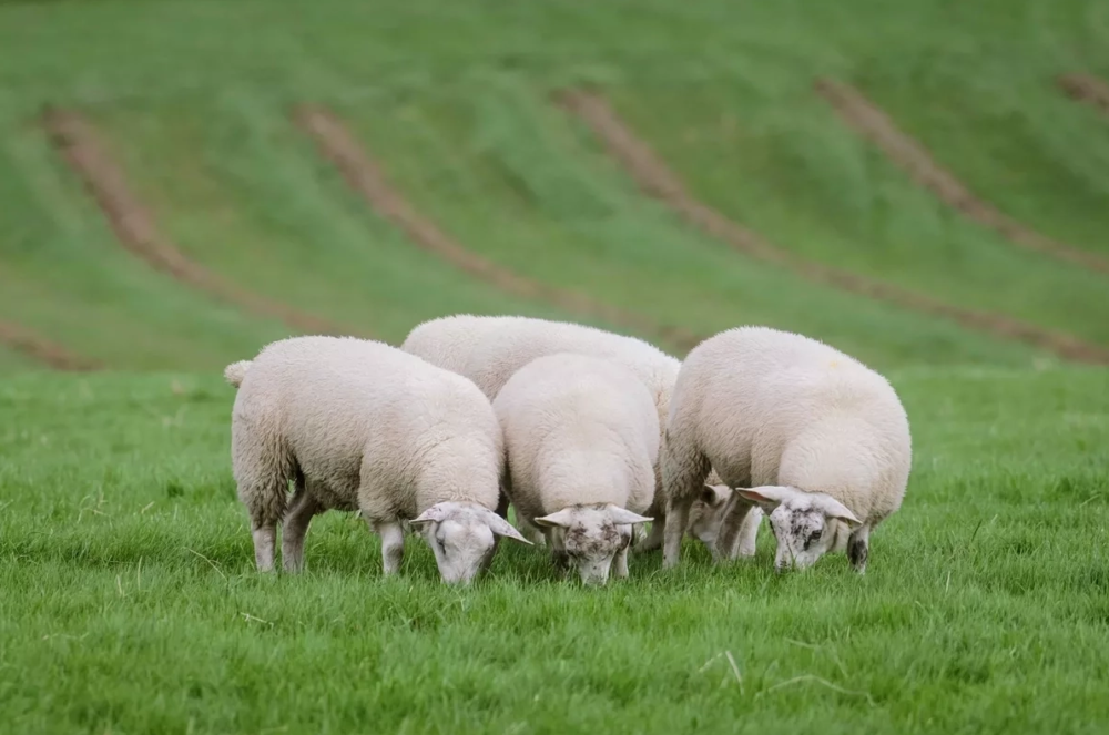 Scottish Lamb Market Surges Ahead as 2026 Opens With Strong Demand and Tight Global Supply