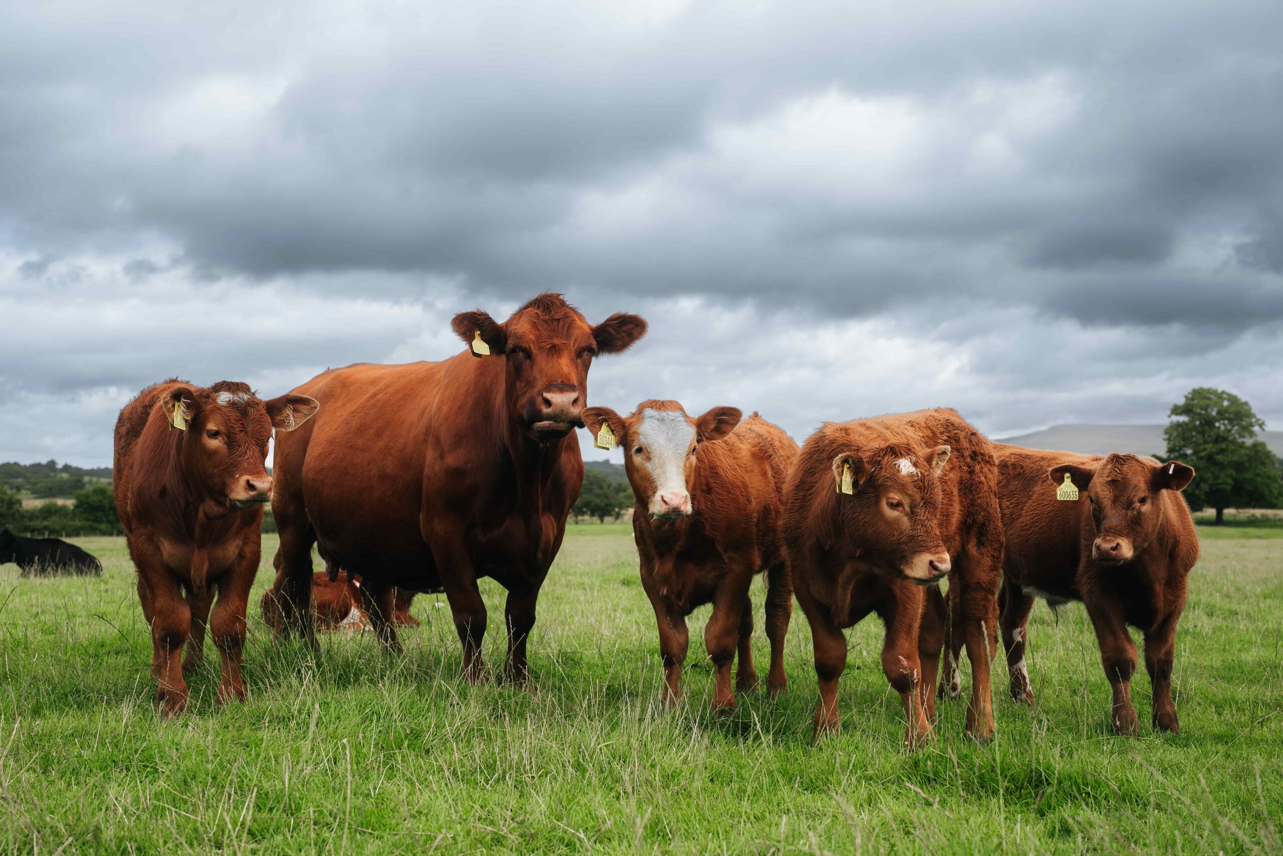 Scottish Cattle Supplies Show Early Signs of Stabilisation, Tight Market Set to Persist Through 2026  